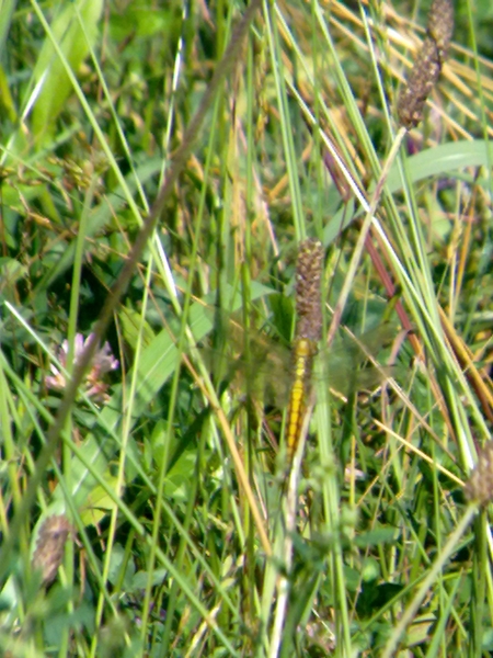 Conferma ID: Orthetrum cancellatum f?