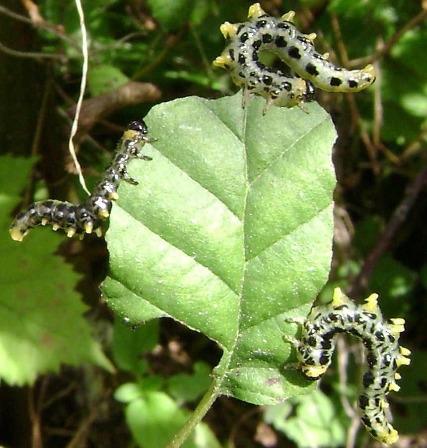 Bruco di farfalla? No. Larva di imenottero Symphyta