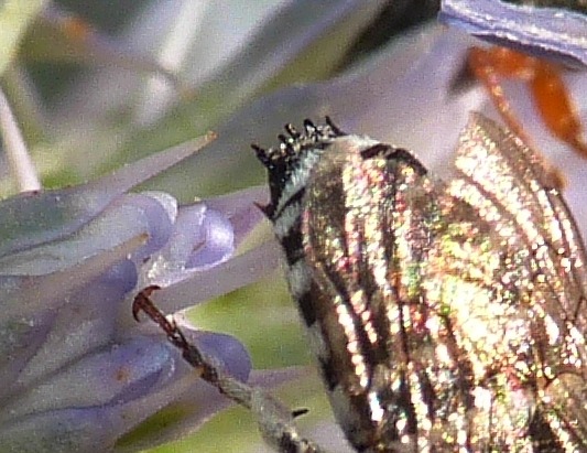 femmina e maschio di Coelioxys sp.