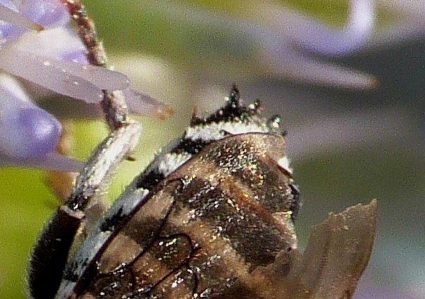 femmina e maschio di Coelioxys sp.