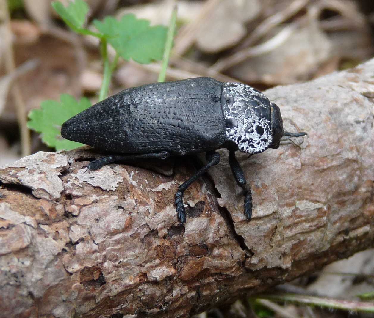 Buprestidae dalla Gallura 1: Capnodis cariosa