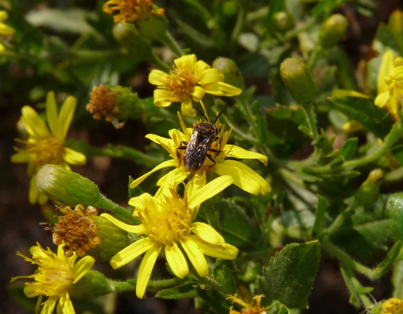 Piccolo apoideo: Epeolus sp. (Apidae)