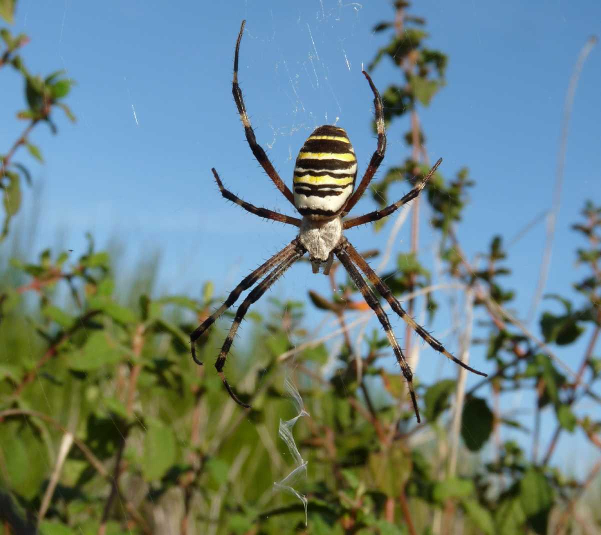 Argiope ritardataria