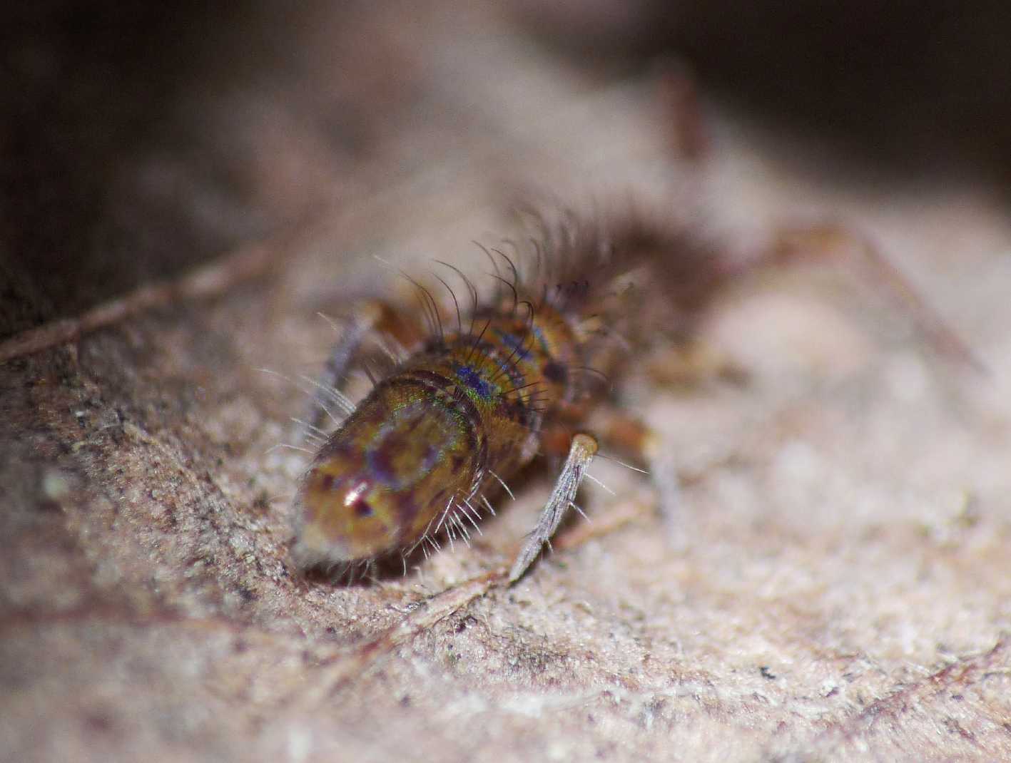 Entomobryidae - Orchesella villosa