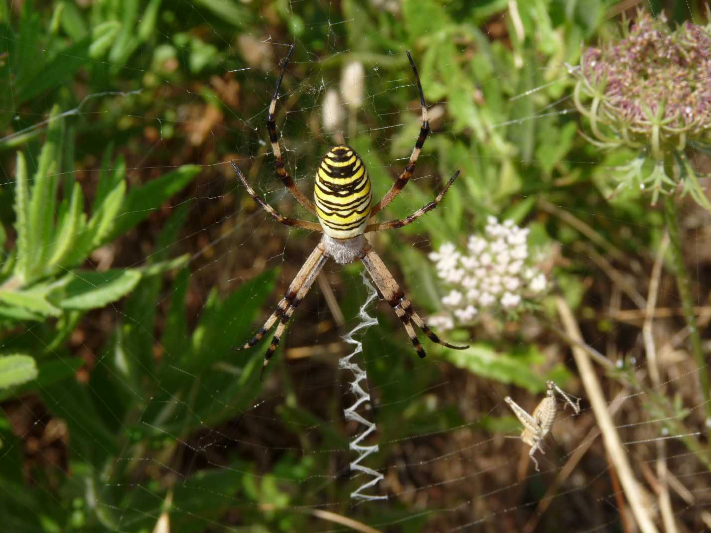 Argiope lobata