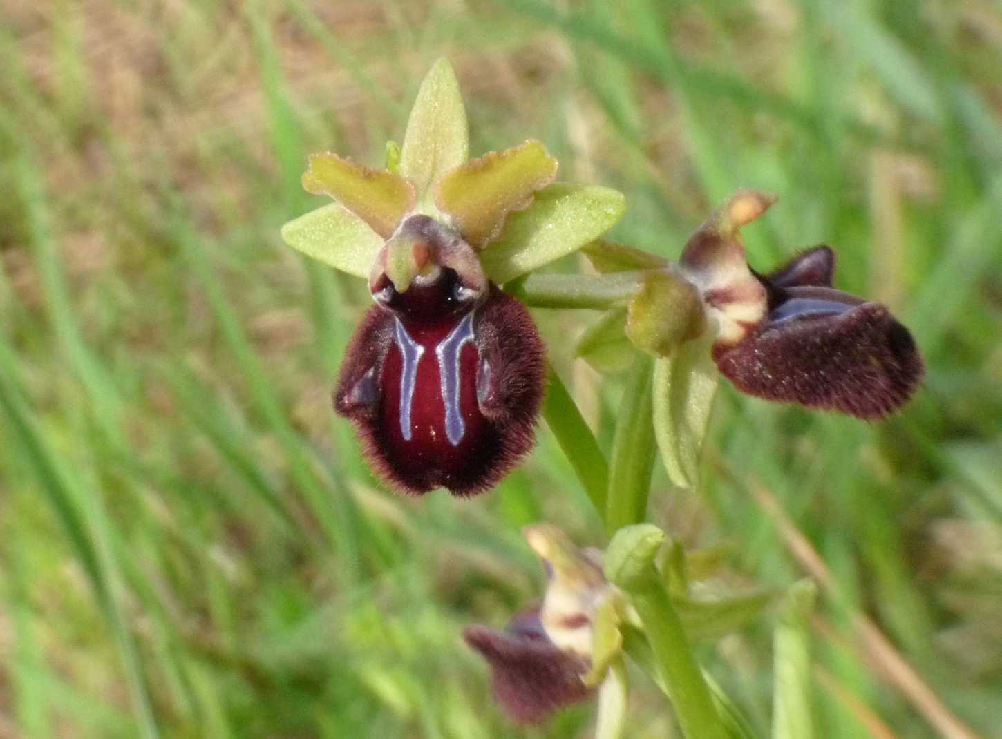 Orchidee a Ostia