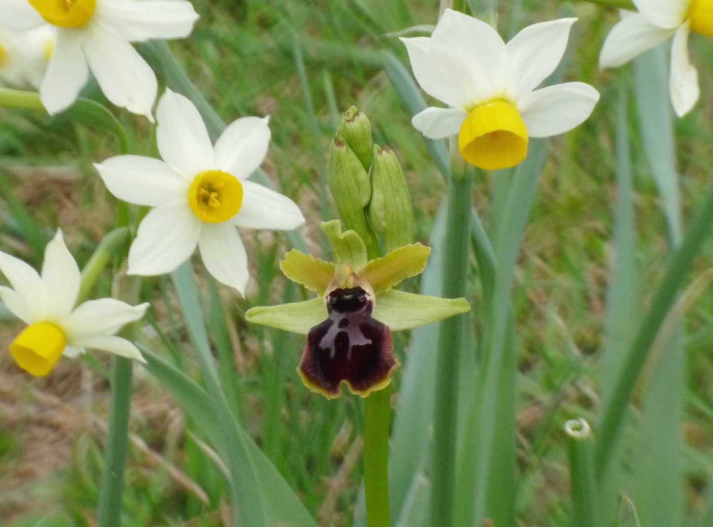 Orchidee a Ostia