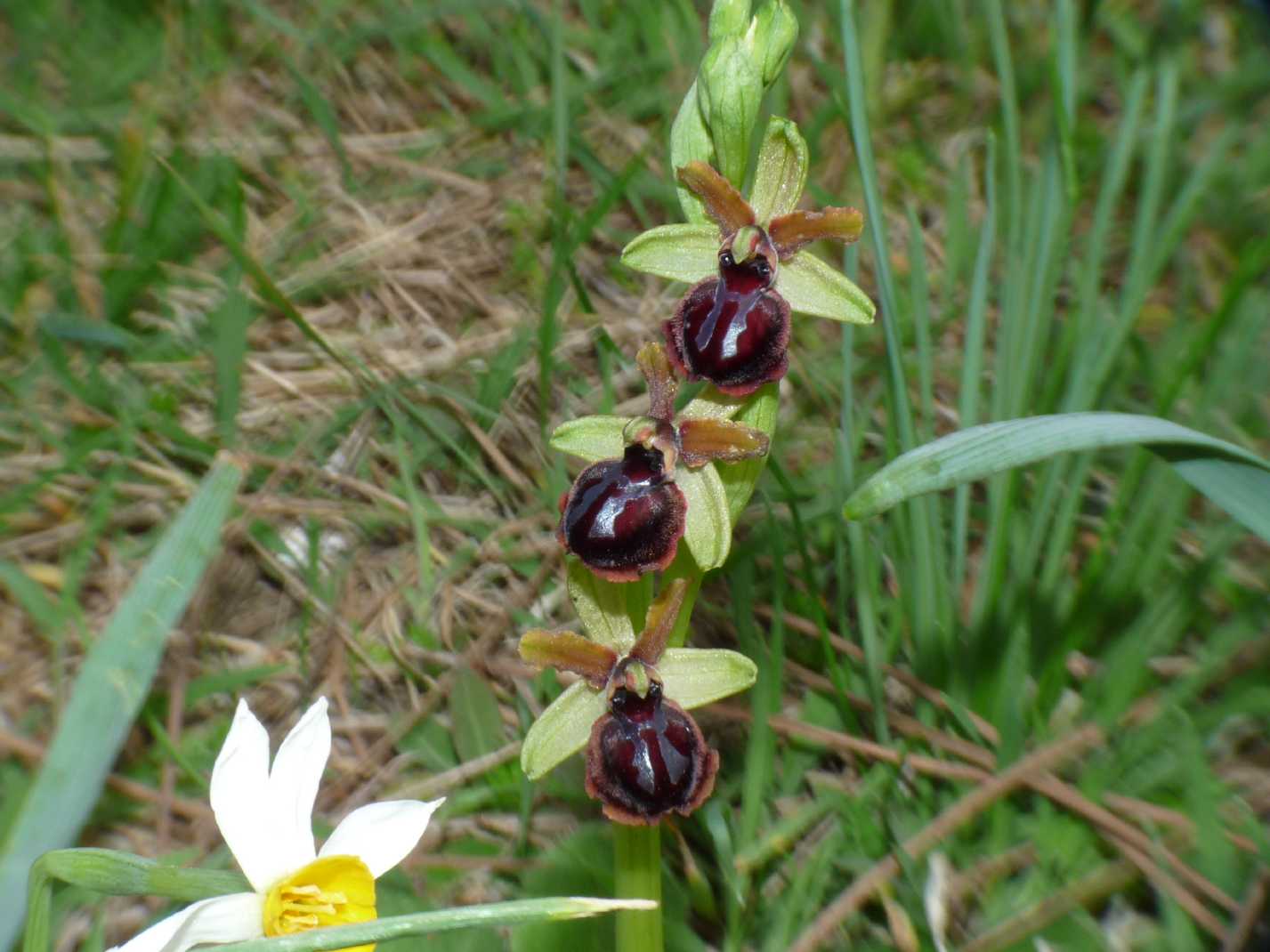 Orchidee a Ostia