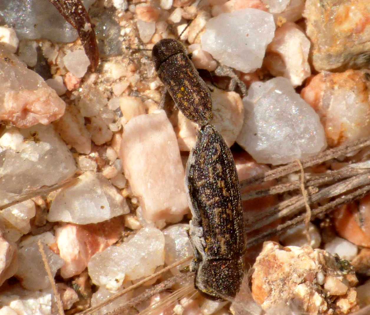 Altro tiro alla fune (Acmaeodaerella adspersula)