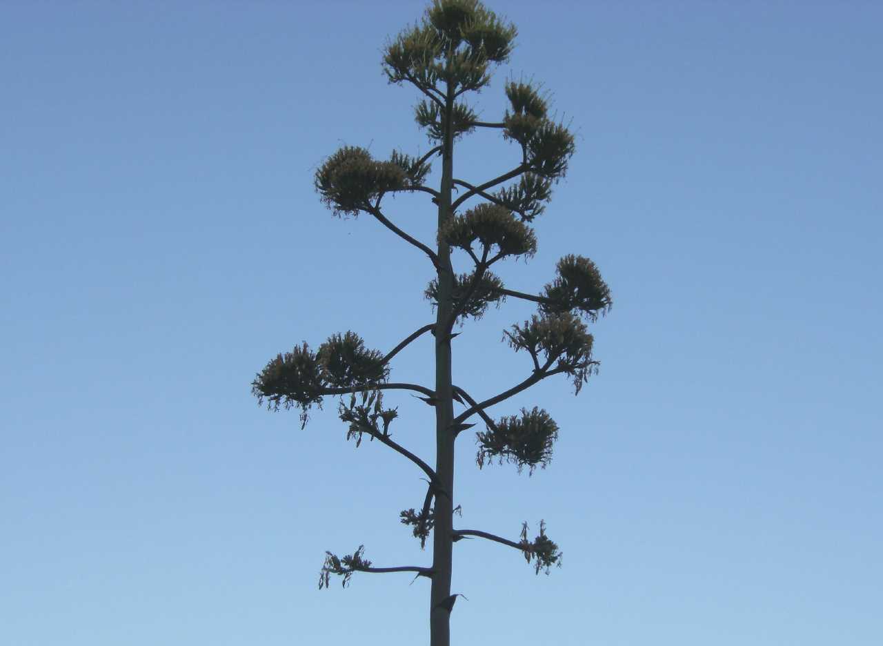 La fioritura dell''agave