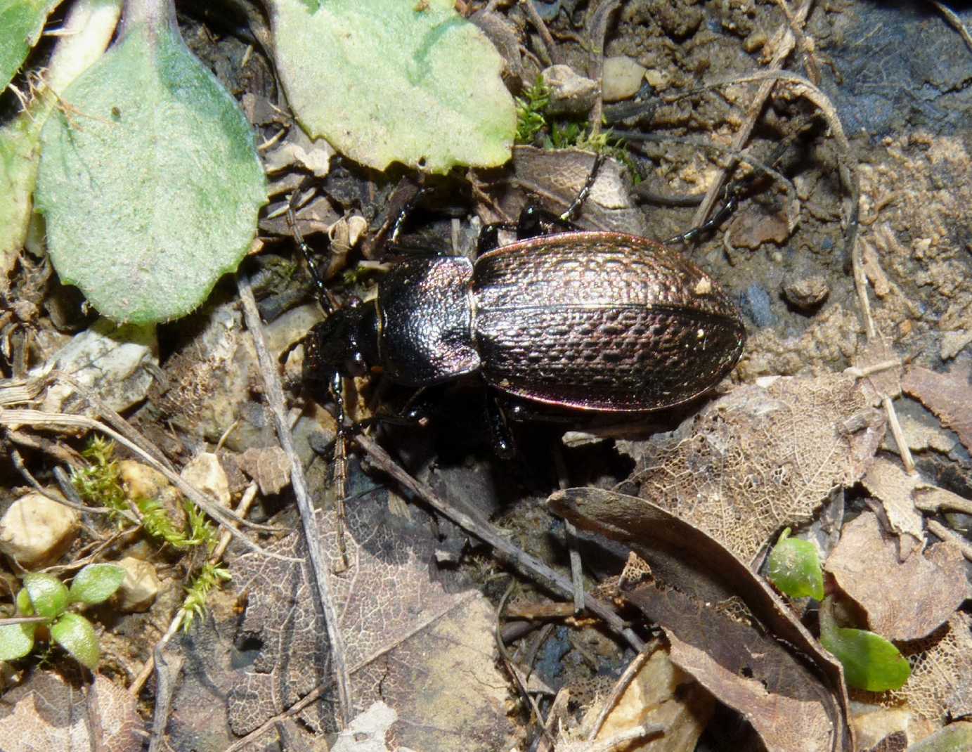 Carabus alysidotus