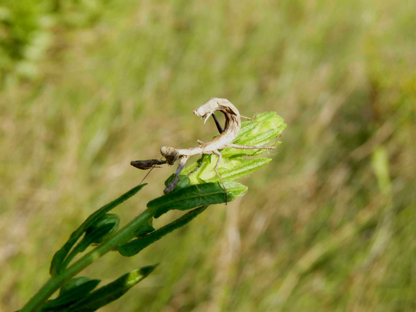 Iris oratoria?? che differenza dalla Mantide Religiosa?