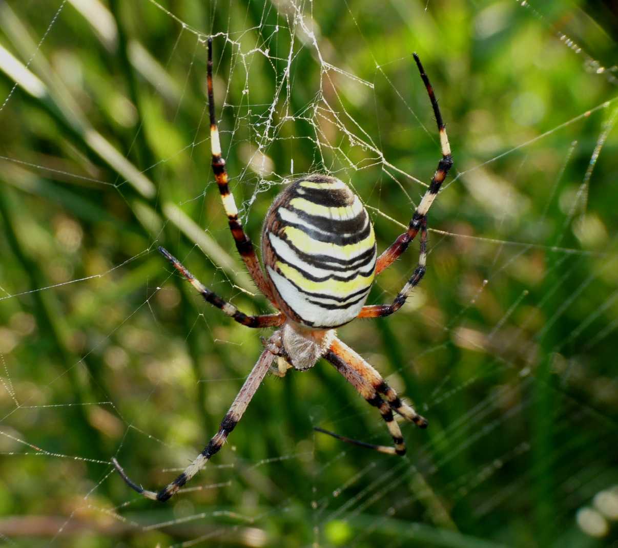 Argiope bruennichi