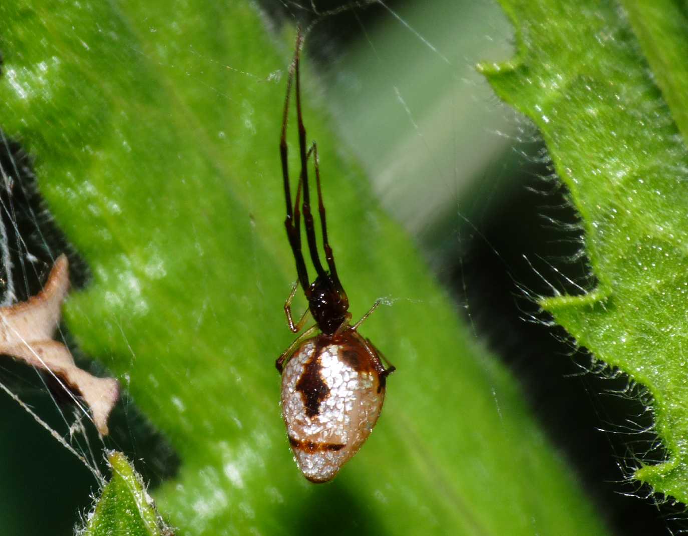 Argyrodes di colore insolito (con video) , Natura Mediterraneo | Forum ...