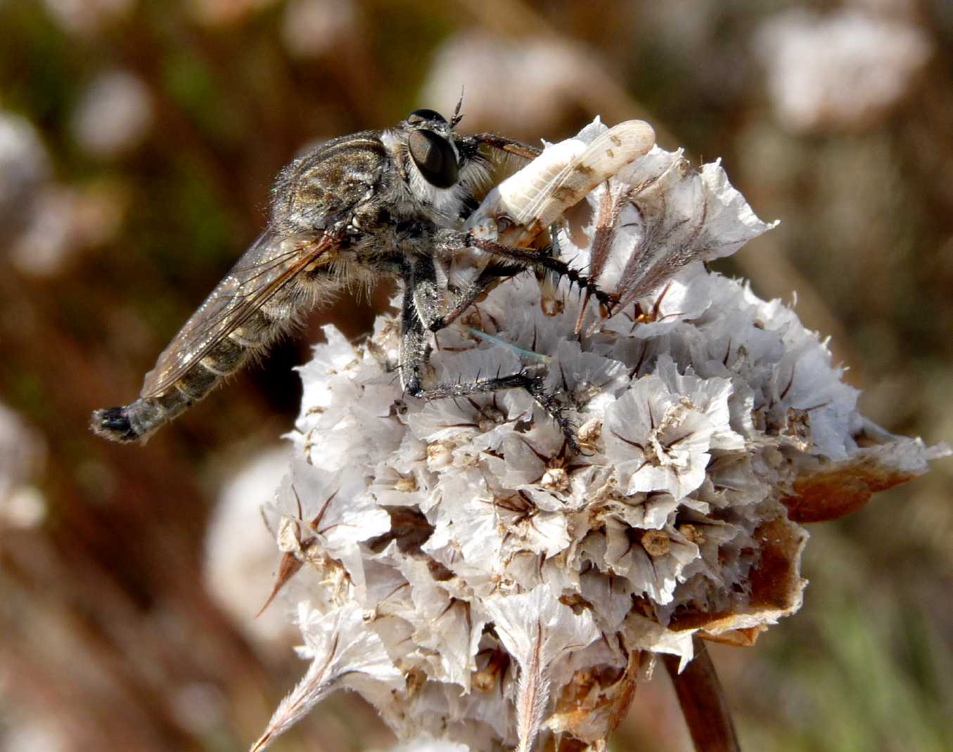 Neomochterus sp. cf fuscifemoratus ♀, (Asilidae)