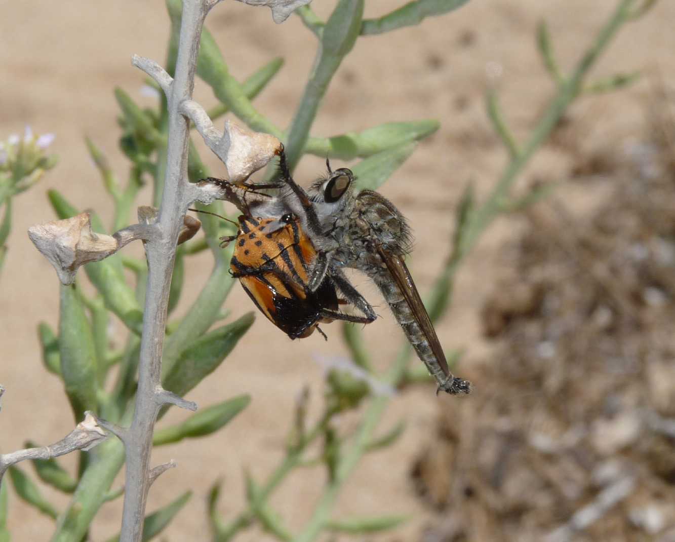 Neomochterus sp. cf fuscifemoratus ♀, (Asilidae)