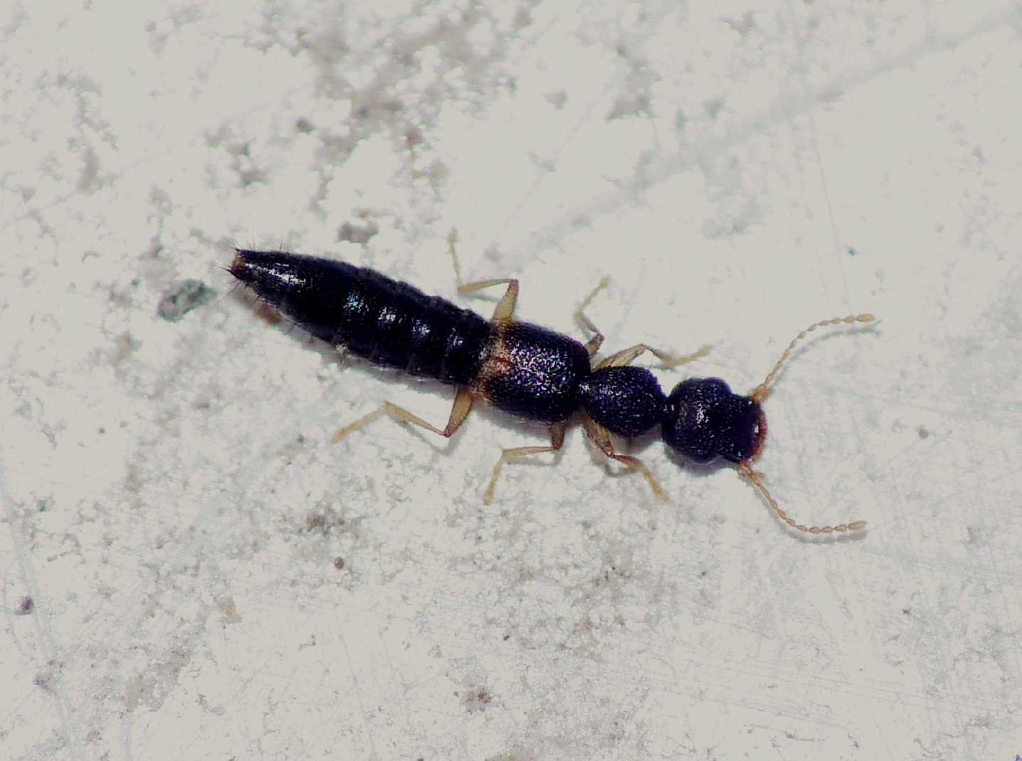 Mini staphilinidae: Astenus sp.