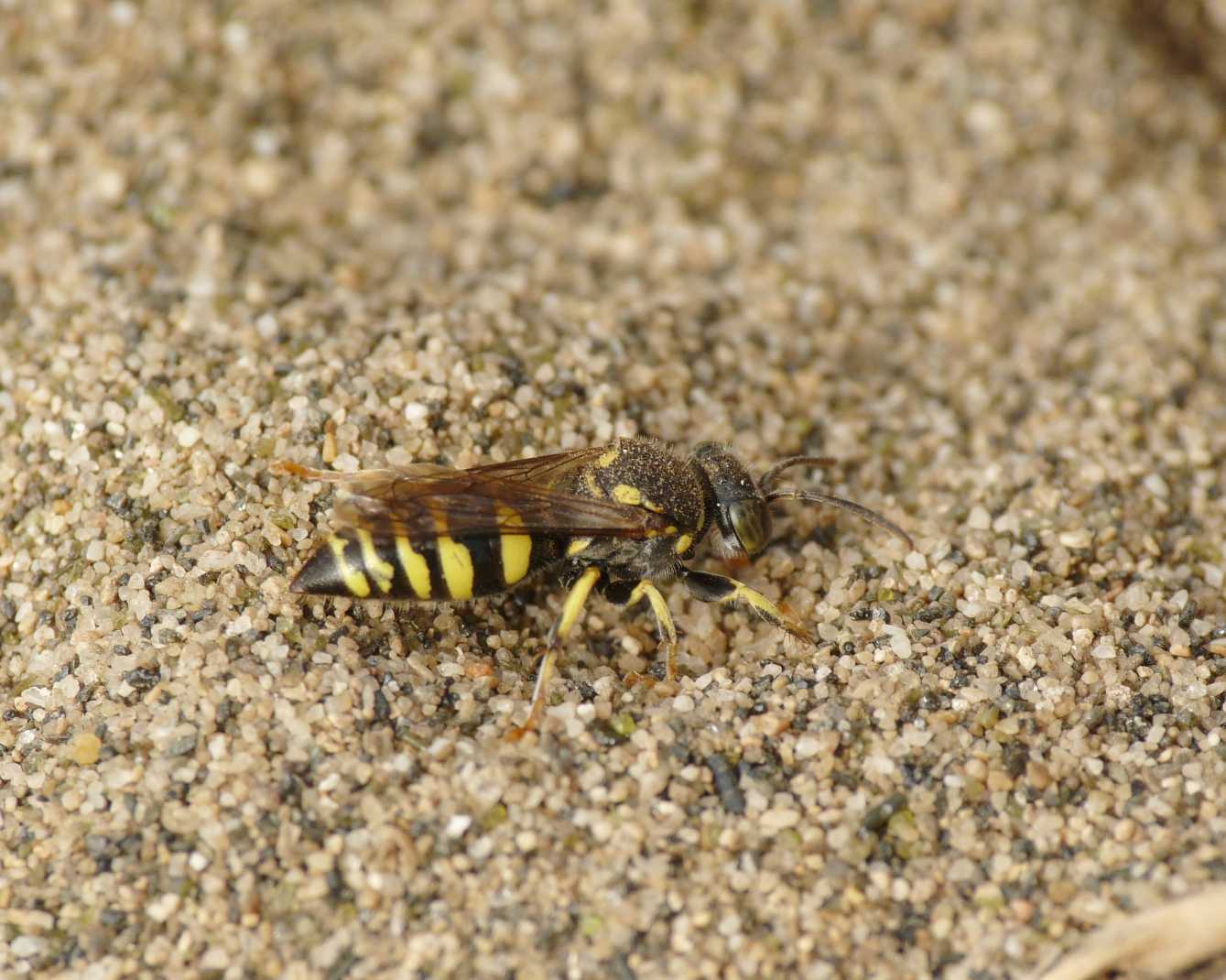 Si scava di qua, si scava pure di l (Oxybelus e Bembecinus)