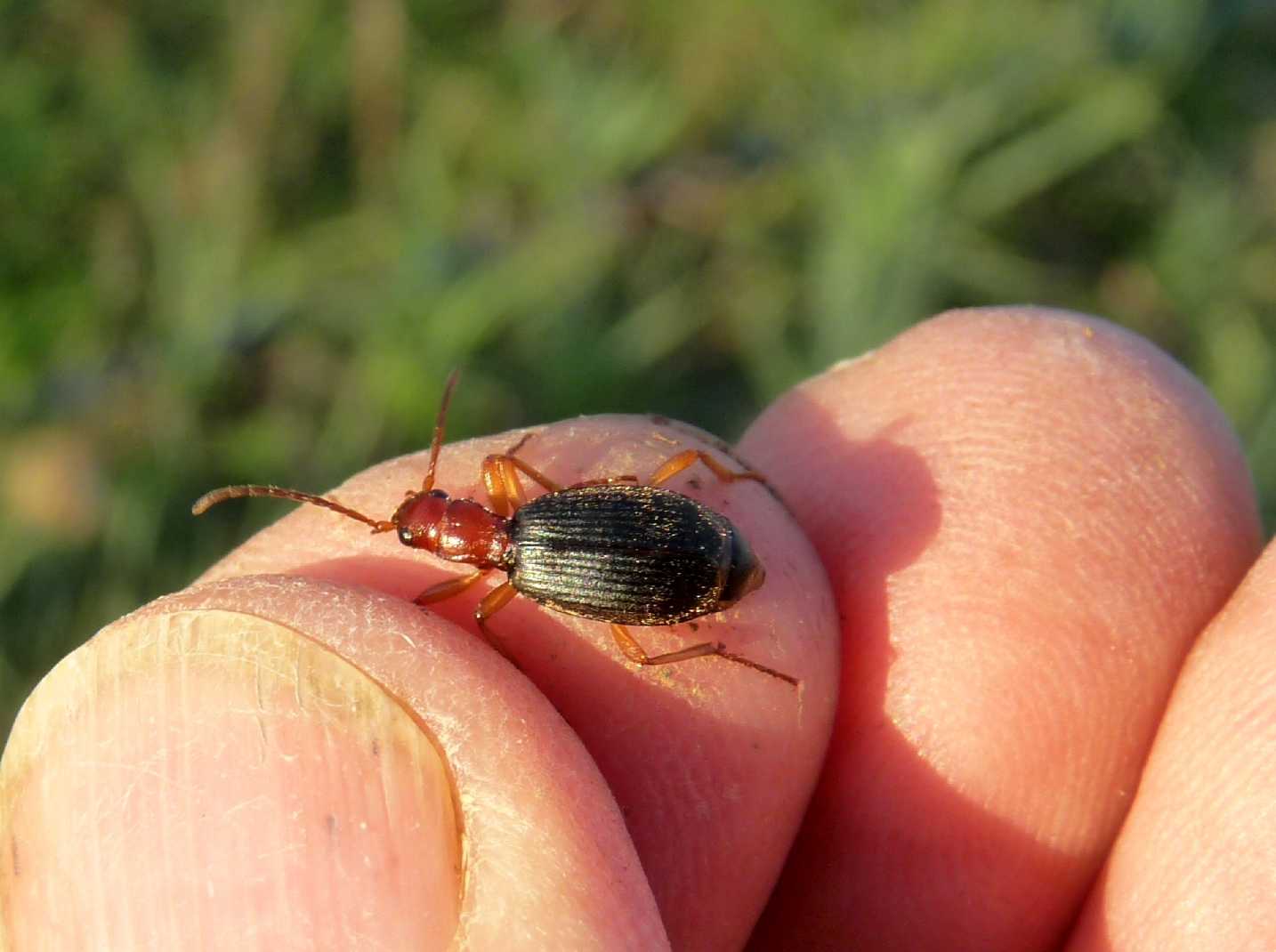 Brachinus (Brachinoaptinus) italicus