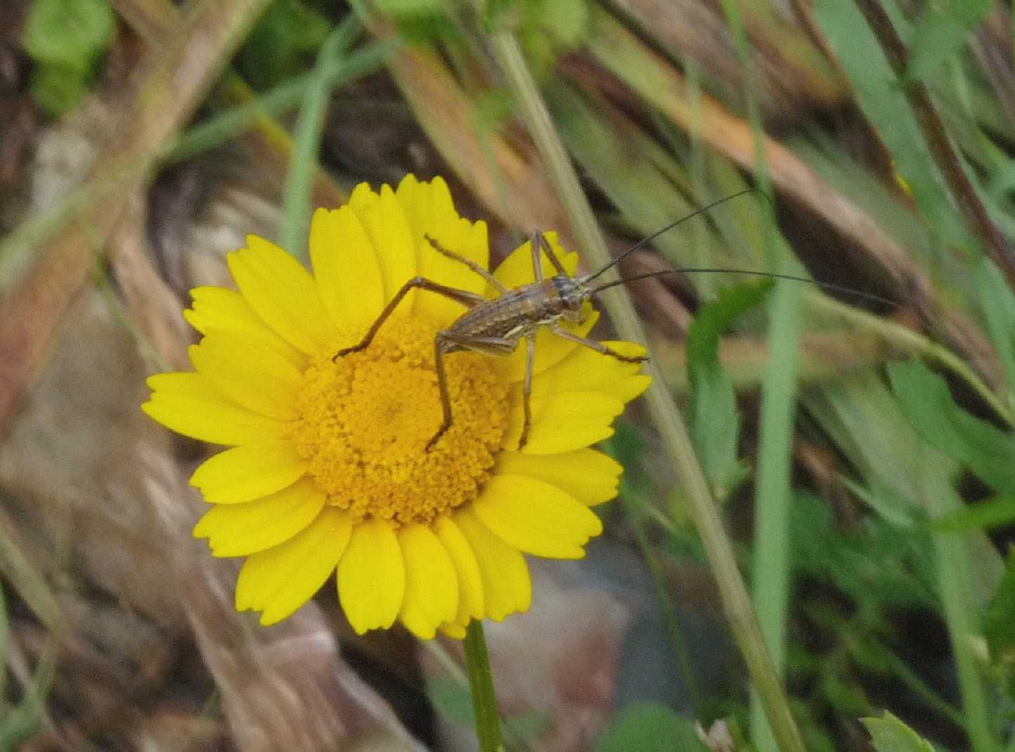 Probabile Uromenus (Bolivarius) elegans