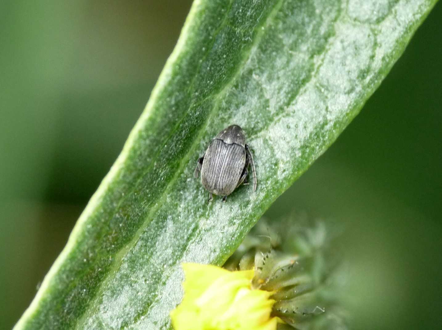 Chrysomelidae Bruchinae