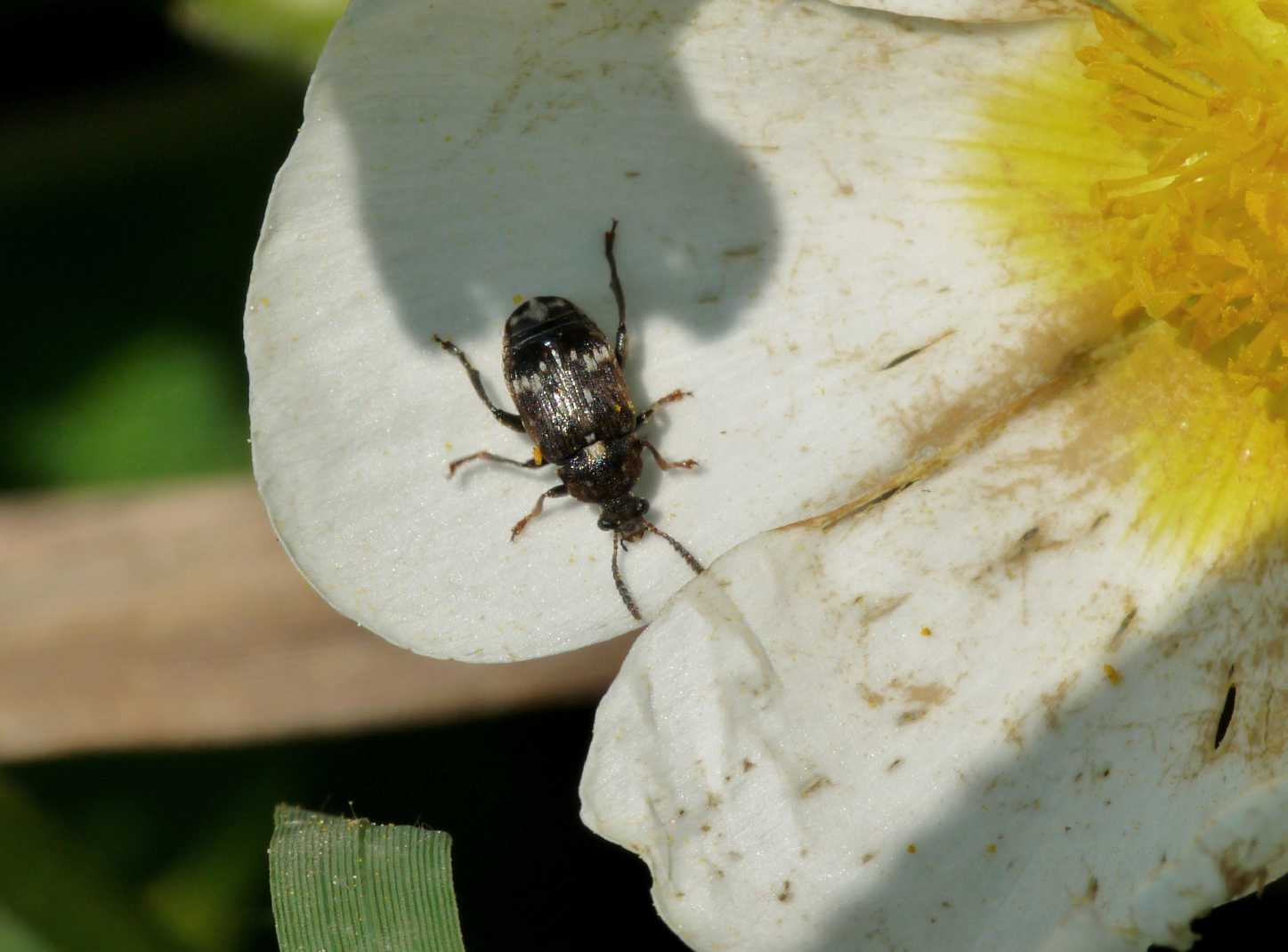 Chrysomelidae Bruchinae?