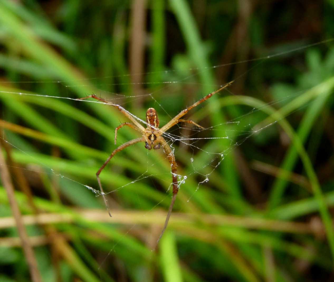 Aculepeira sp.