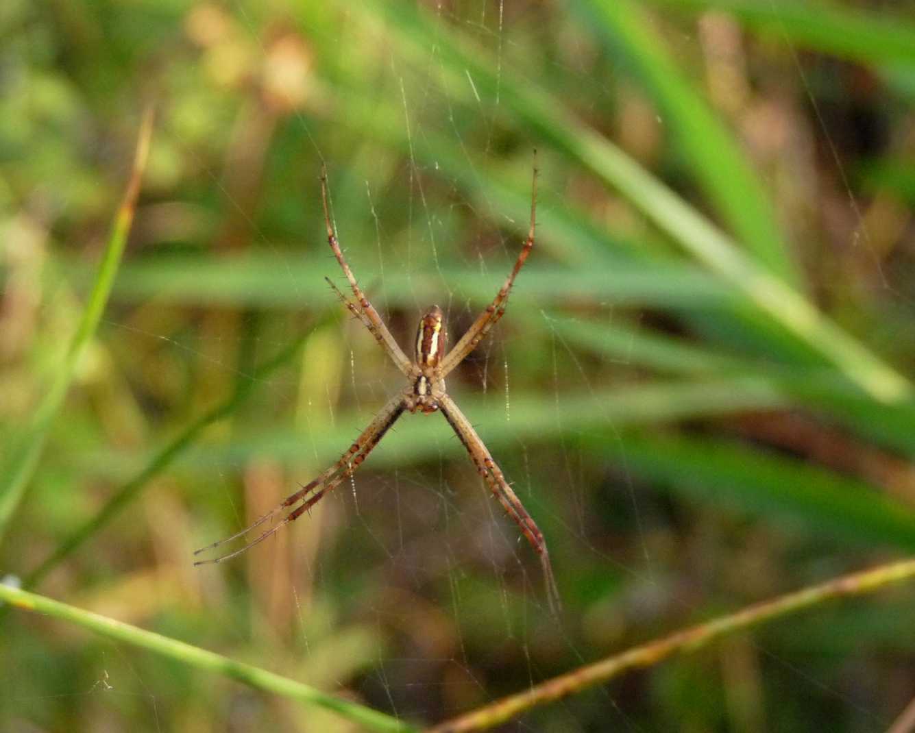 Aculepeira sp.