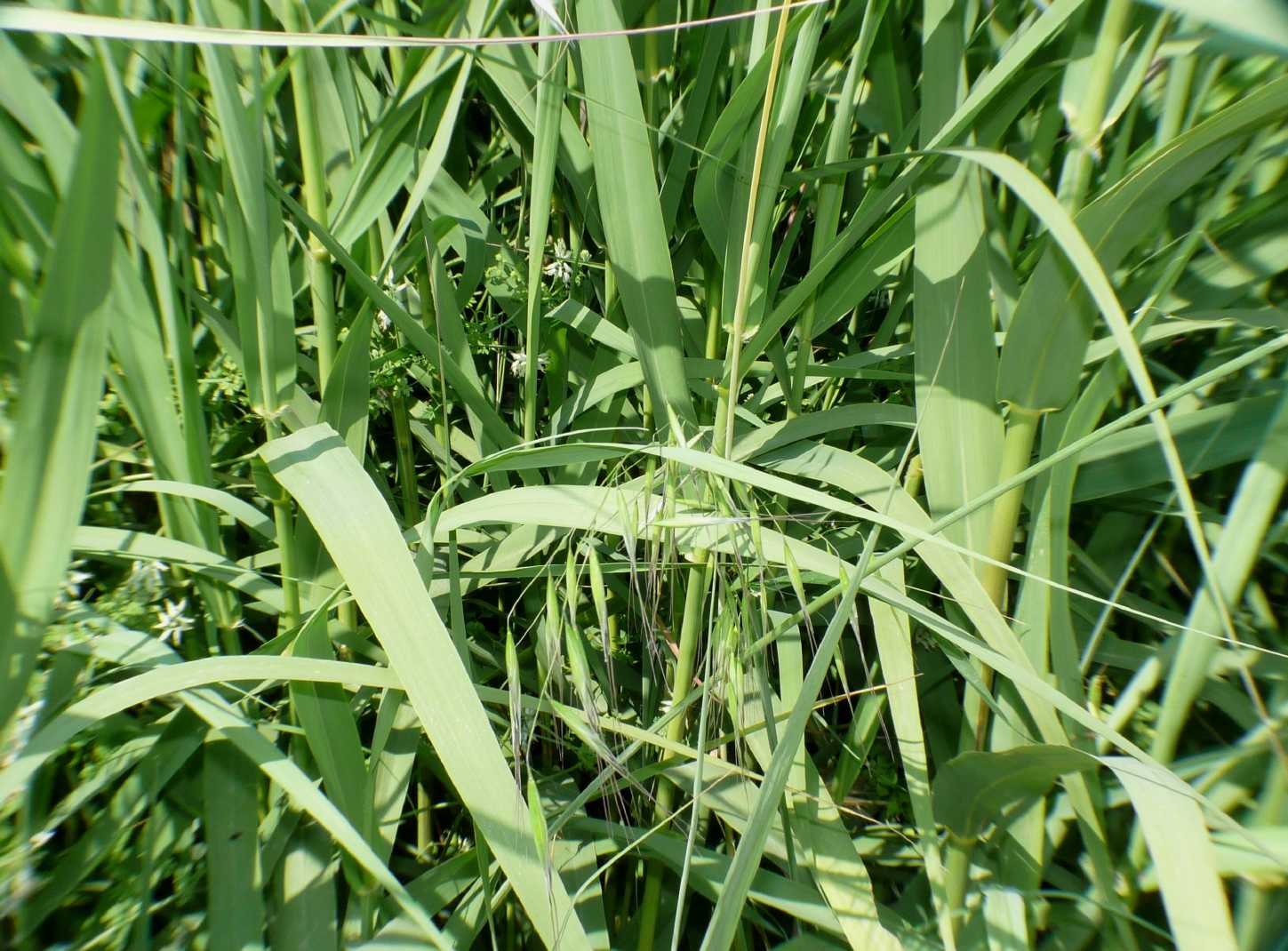 Ortottero che si fa una canna: Tropidopola cylindrica