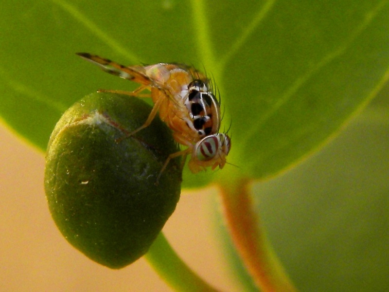 Capparimya savastanoi (Mosca del Cappero)