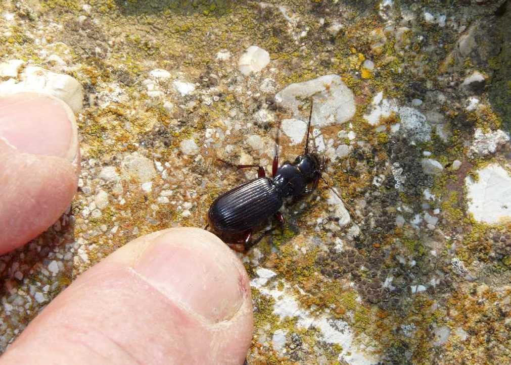 Carterus rotundicollis e Pterostichus macer.