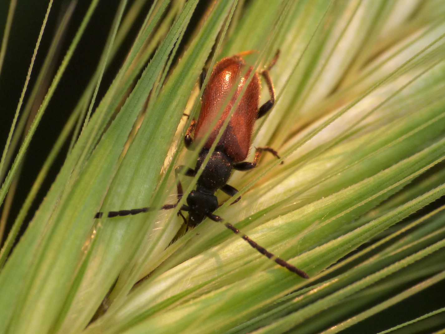 Piccolo Cerambycidae:  Pseudovadonia livida