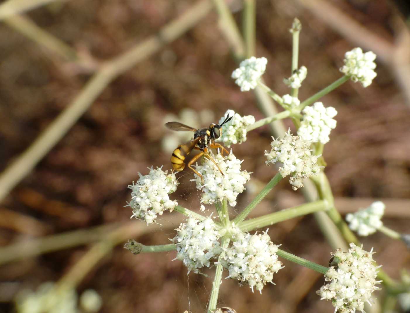 Conopidae da det.