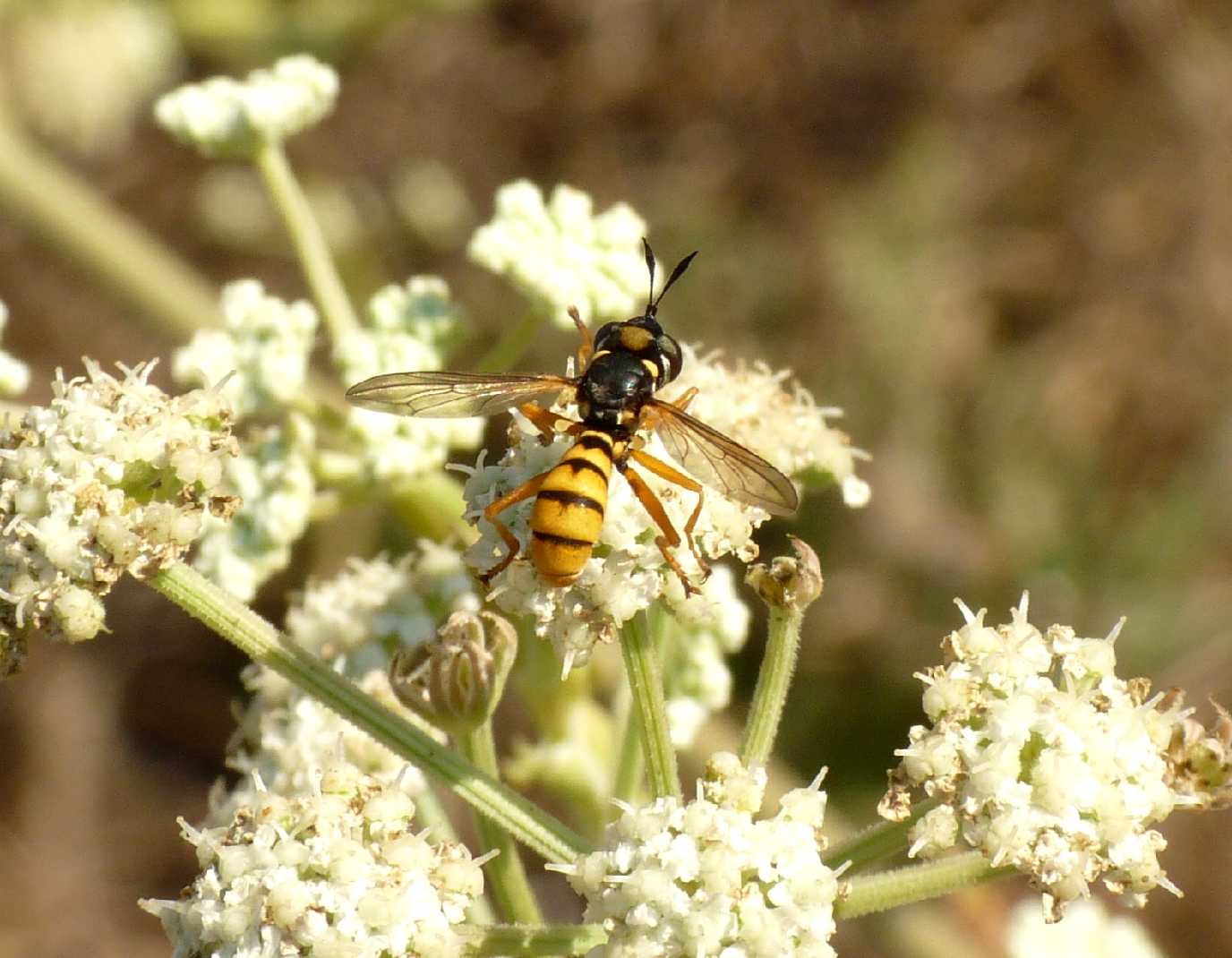 Conopidae da det.