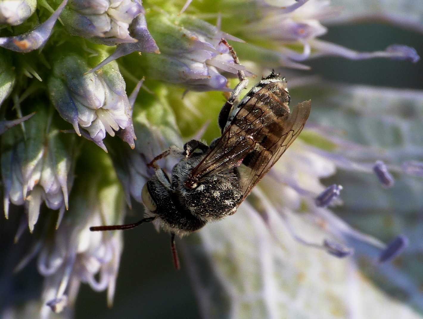 femmina e maschio di Coelioxys sp.