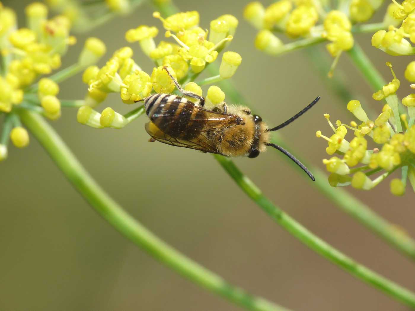 Colletes sp. maschio