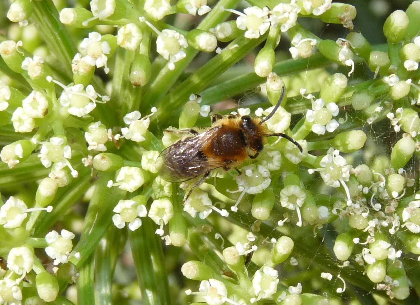 Maschio di Colletes sp.