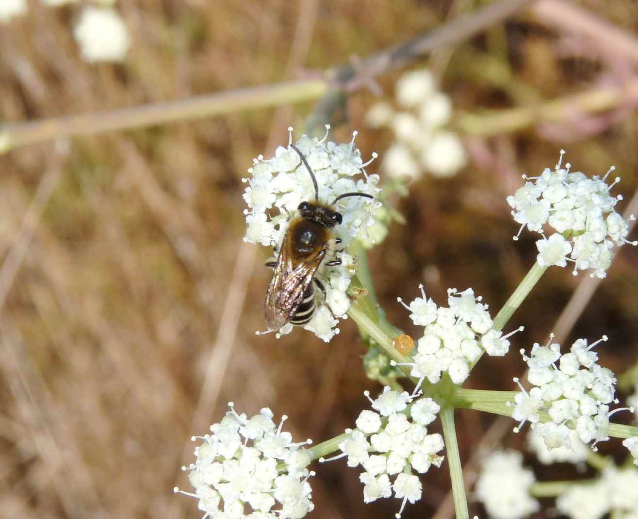 Epeolus sp.