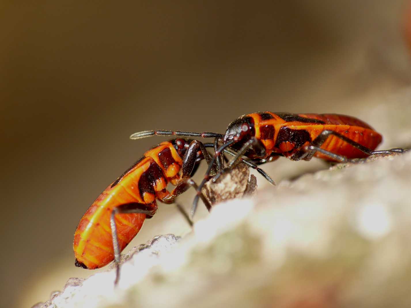 Pyrrochoris apterus: cosa stanno mangiando?