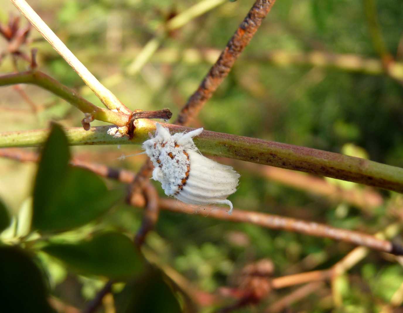 Cos''?....cocciniglia: Icerya purchasi