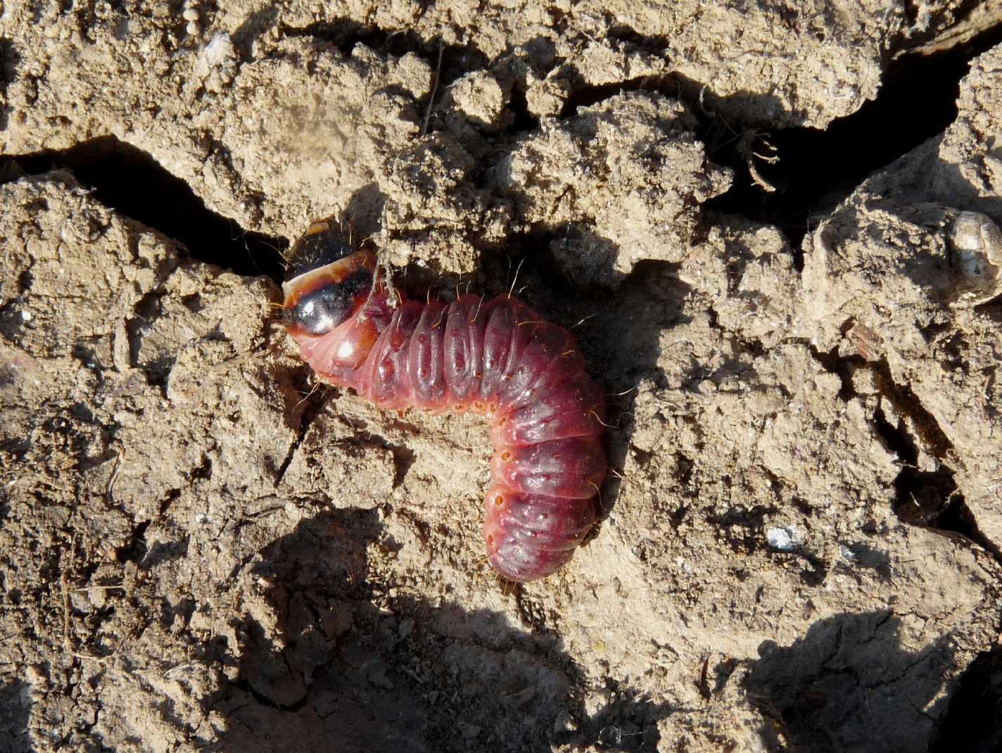 Larva di Cossus