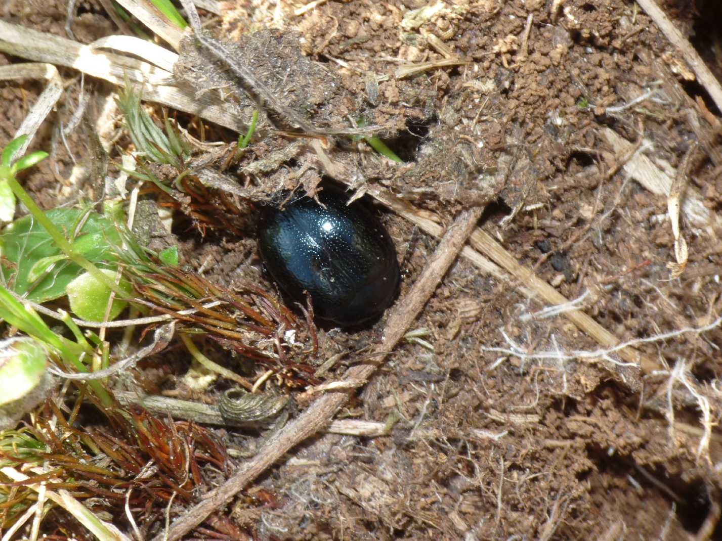 Chrysolina haemoptera con larve e pupe di Galeruca sp..