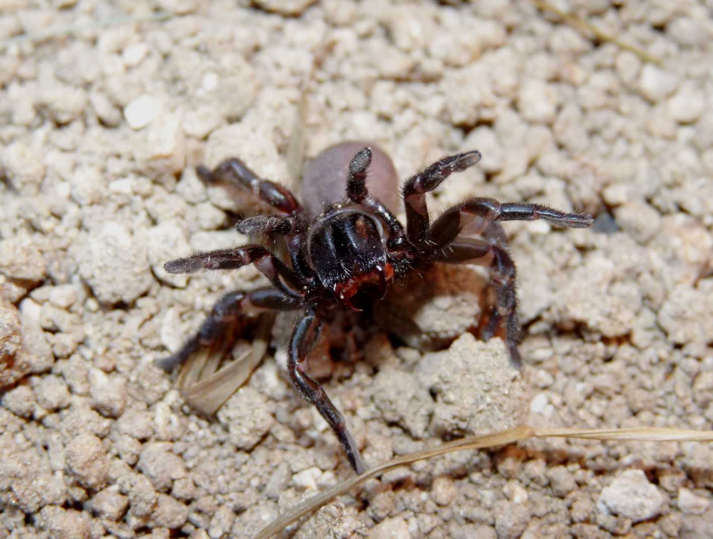 Ragno gigante (Argiope bruennichi)