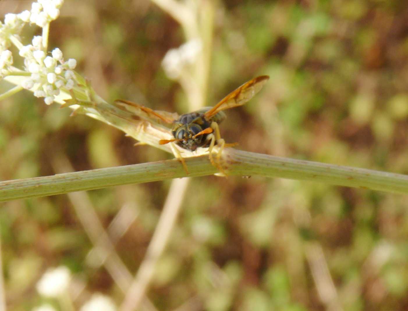 Cimbicidae (solo foto frontale)