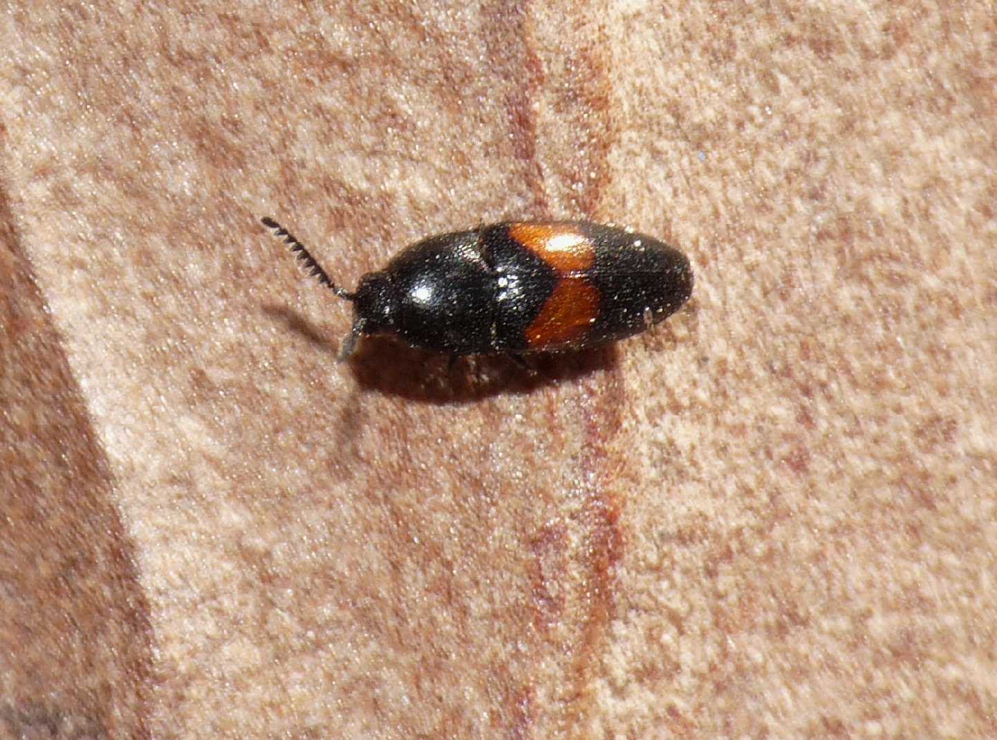 Mini elateridae? No. Lissomidae, Drapetes mordelloides (= D. cinctus)