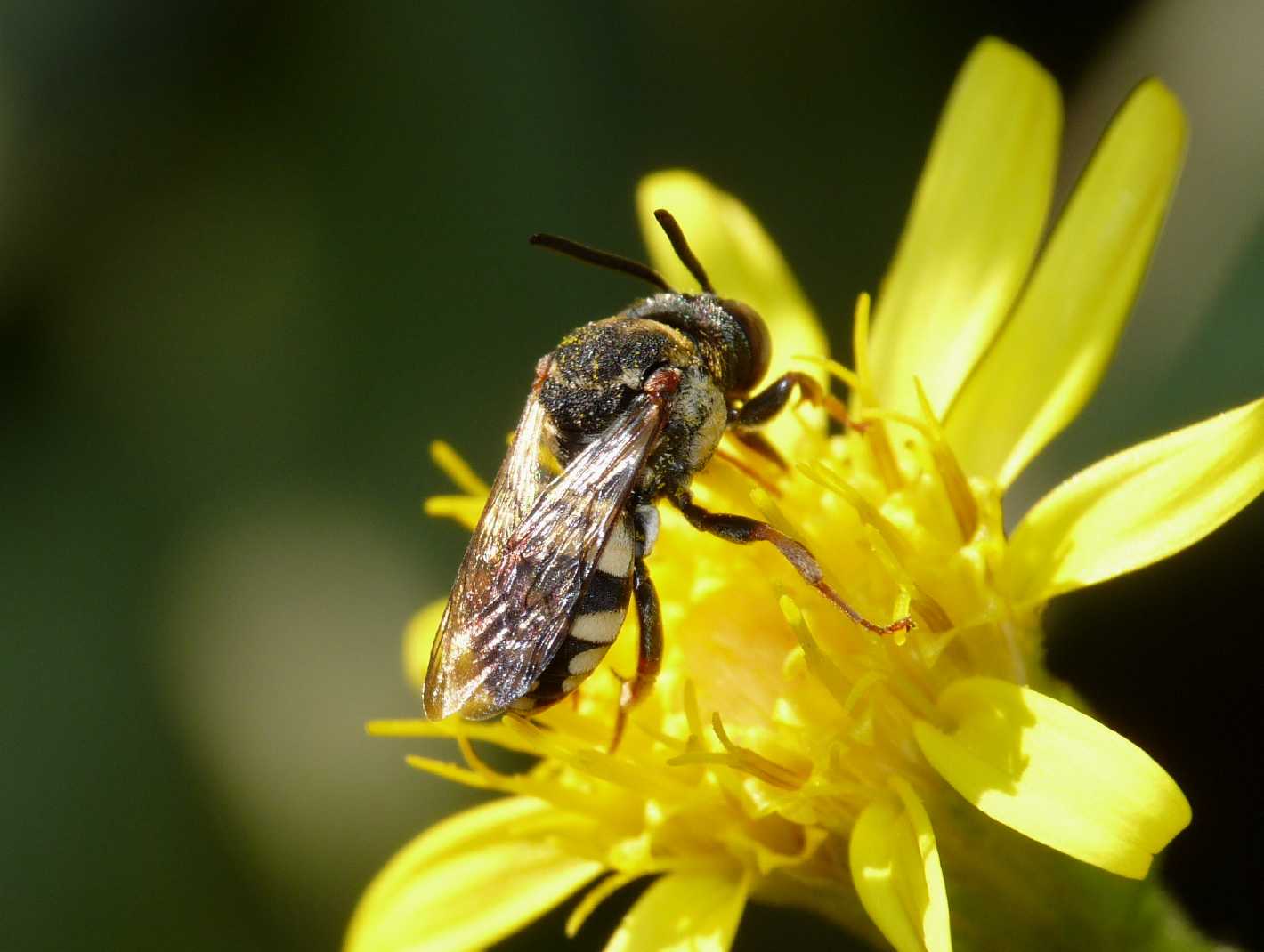 Piccolo apoideo: Epeolus sp. (Apidae)