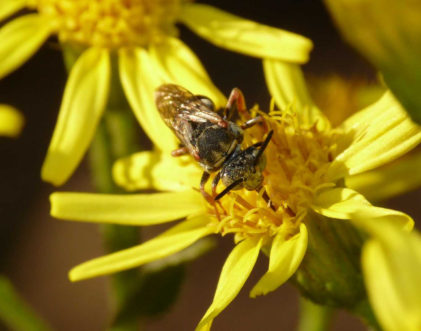 Piccolo apoideo: Epeolus sp. (Apidae)