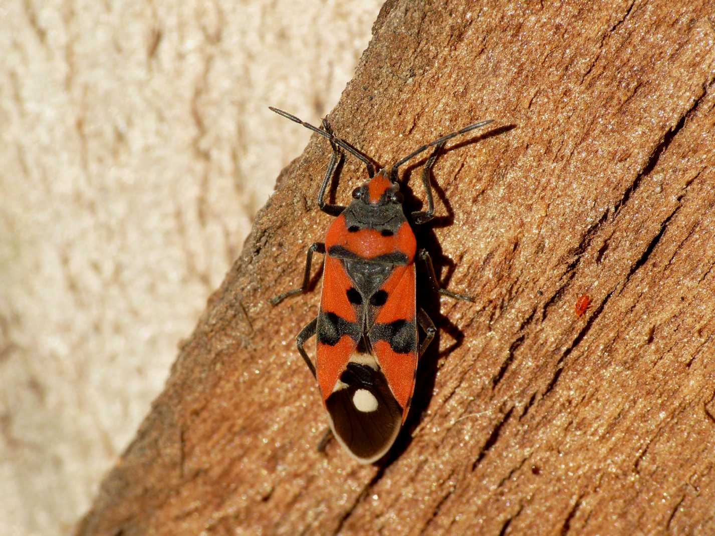 Vari Heteroptera svernanti.