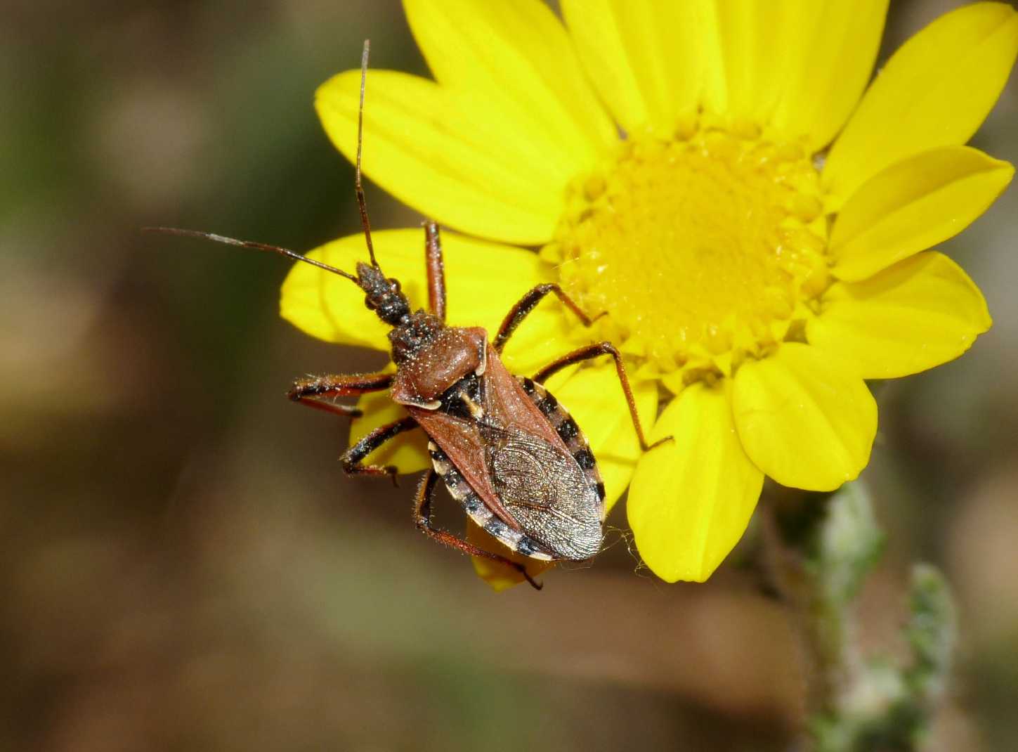 Reduviiodae: Rhynocoris cf. rubricus & R. erytrhropus