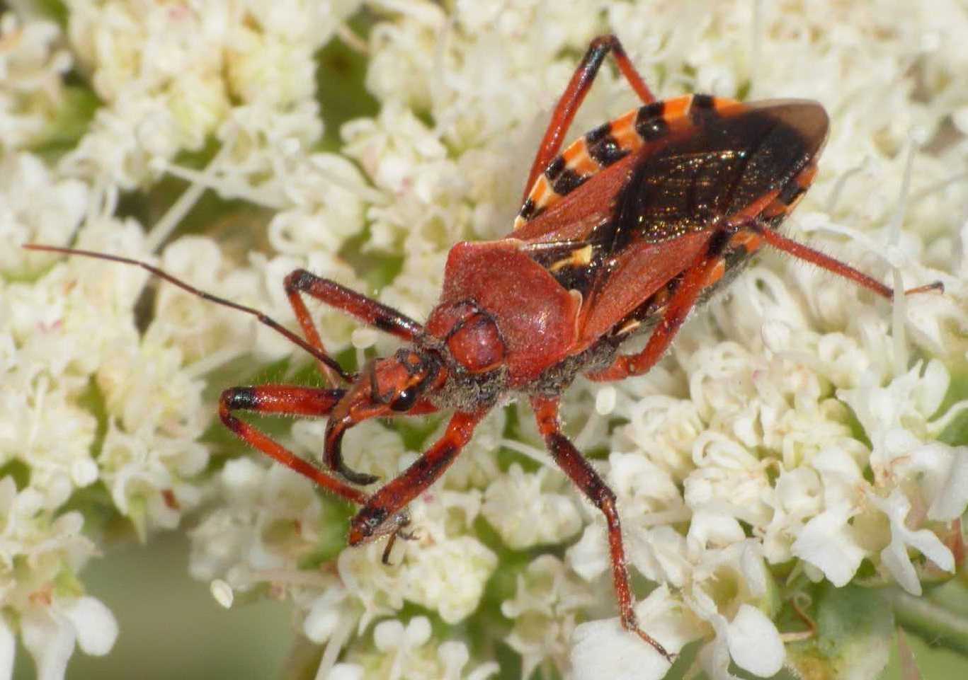 Rhynocoris erythropus dalla Gallura